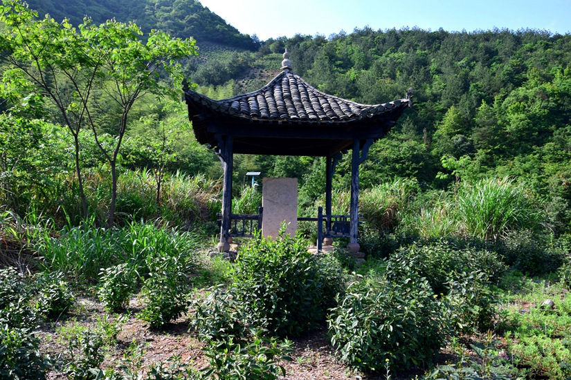 松萝山 song luo shan tea